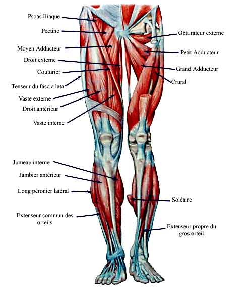 Quels sports augmentent la puissance musculaire ?