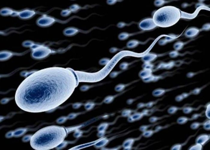 En moins de 40 ans, le taux de spermatozoïdes a chuté de moitié chez les hommes des pays occidentaux