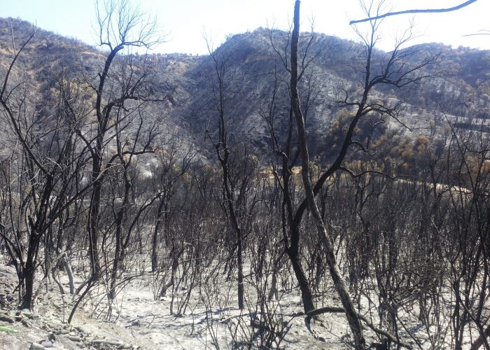 Incendies de forêts : 655 millions de dinars pour les indemnisations