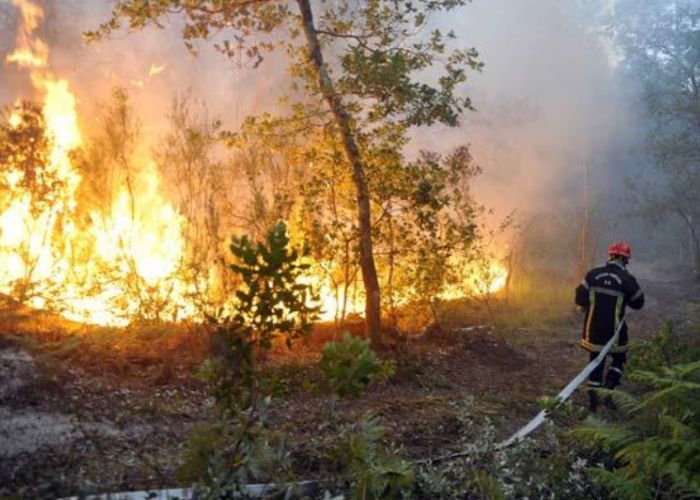 Feux de forêts : Arrestation de 4 pyromanes à Annaba