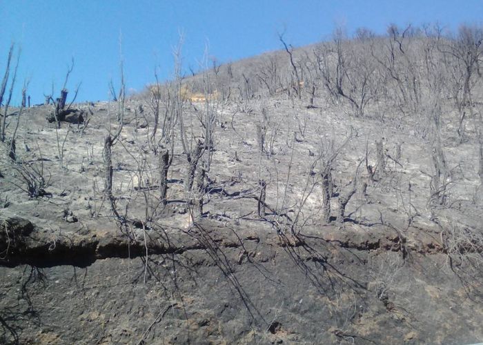 Feux de forêts : 26 pyromanes arrêtés et saisie de plus 54 quintaux de charbon