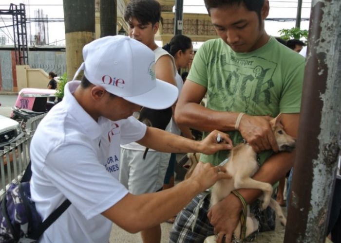  Rage: l'Algérie n'est pas concernée par le vaccin falsifié signalé par l'OMS