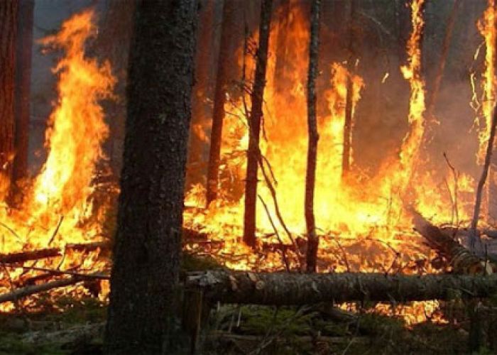 Feux de forêts : 15 pyromanes arrêtés à Batna, Tipaza, Jijel, El Taref et Médéa 