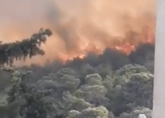 Un important feu s'est déclaré dans la forêt Céleste à Bouzaréah (Alger) (Vidéo)