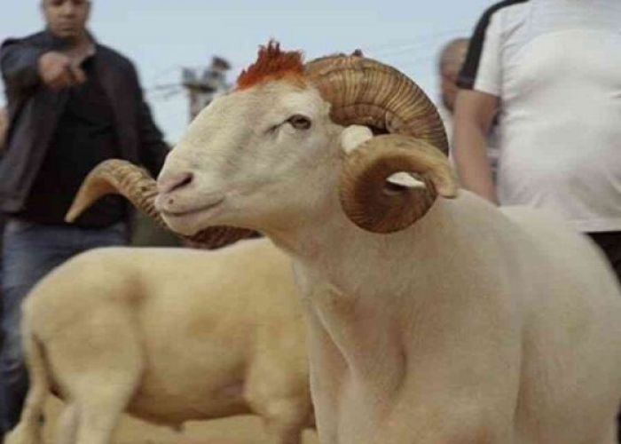 L’Aïd El Adha célébré en Algérie le vendredi 31 juillet