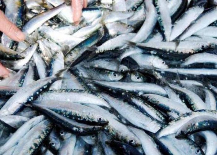 Flambée des prix de la sardine : les explications alambiquées du ministre de la pêche