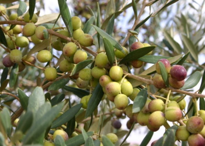  Exportation de l’huile d’olive : Ferhat Aït Ali appelle à la création d’un consortium