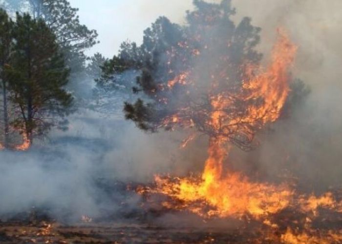 Incendies forestiers à Tipaza : Un individu placé sous mandat de dépôt et deux autres sous contrôle judiciaire