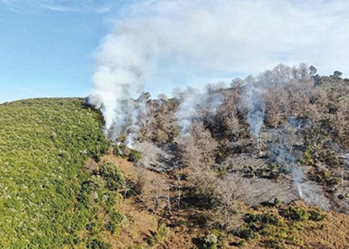  Forêts sinistrées : la cicatrisation des espaces incendiés prend jusqu’à trois ans, selon le DGF