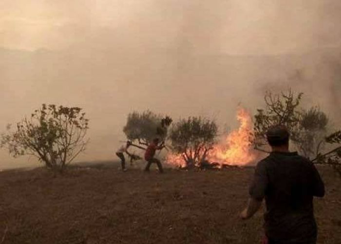 Feux de forêts : Plus de 1.500 hectares de couvert végétal détruits en une semaine