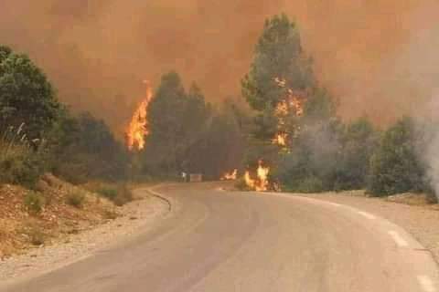 Khenchela : Un feu de forêts cause d'importants dégâts à Ain Mimoune