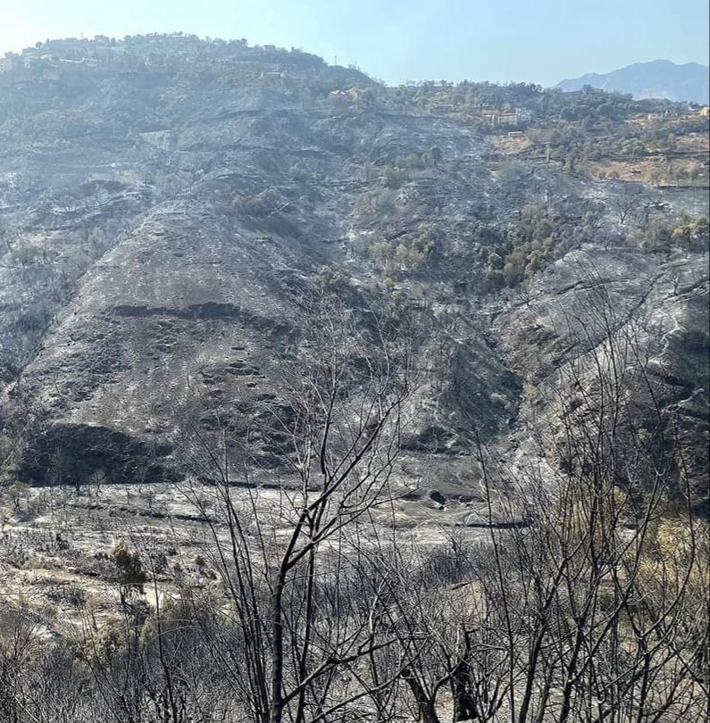 Incendies de forêts : Près de 62000 ha de couvert végétal incendiés dans 35 wilayas, dont près de 30000 ha à Tizi Ouzou (Vidéo)