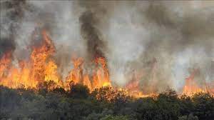 Incendies de Tizi-Ouzou et Béjaia: l'indemnisation des sinistrés a commencé