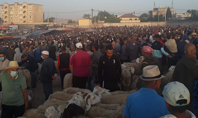 El Khroub (Constantine) : La vente des moutons draine les foules