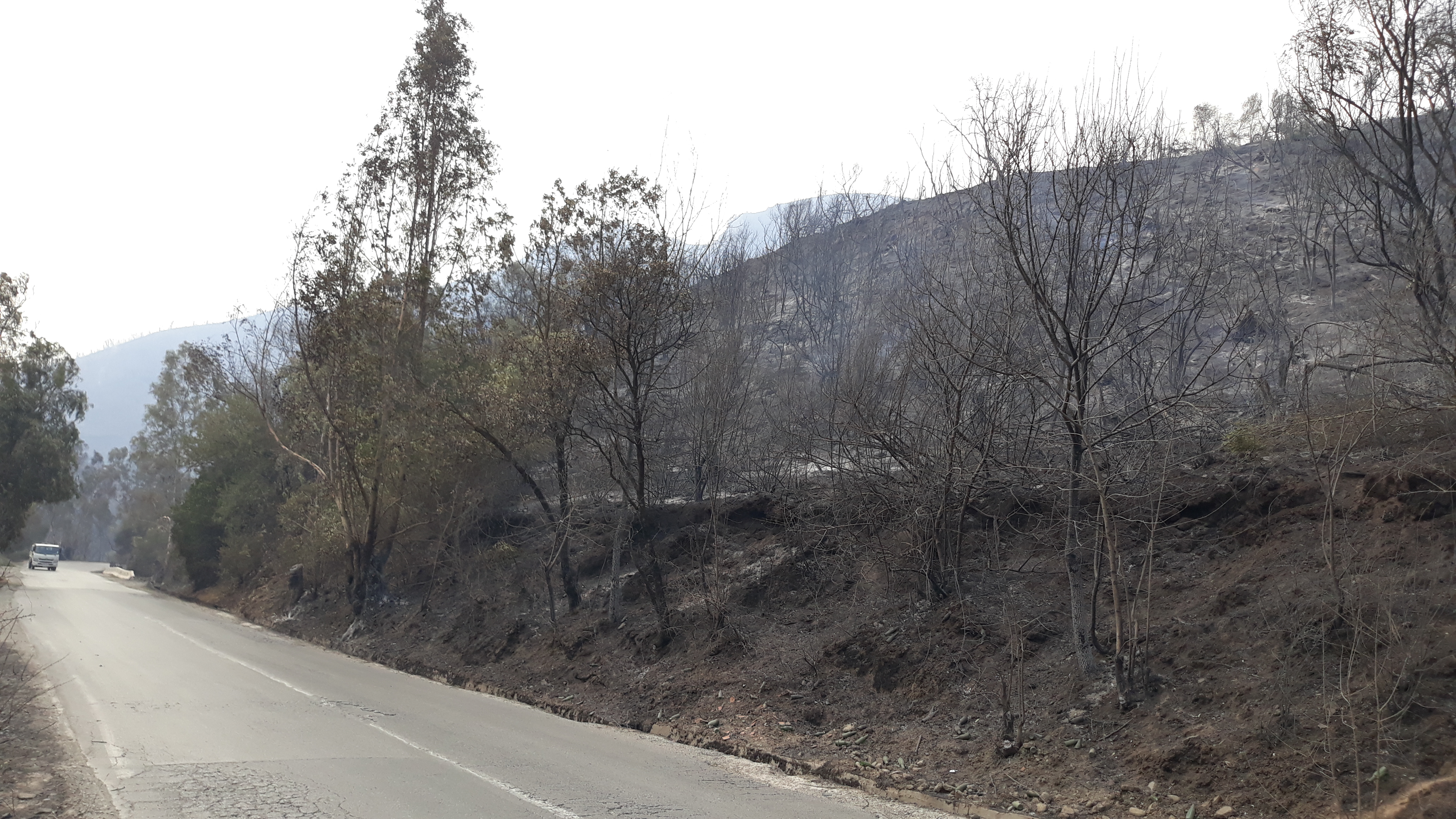 Feux de forêts à Tizi-Ouzou : Le bilan s'alourdit à 12 morts